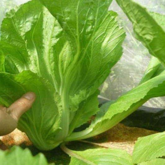 10gram HẠT GIỐNG CẢI BẸ DƯA