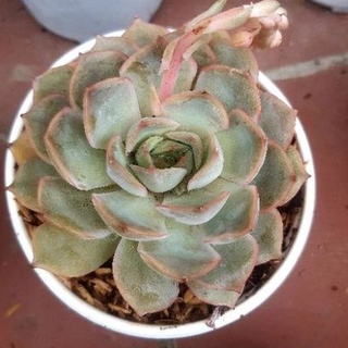 Sen đá hồng cánh cứng