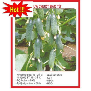 Hạt giống dưa bao tử 10 hạt