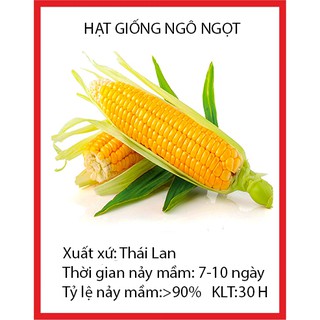 30 hạt giống ngô ngọt