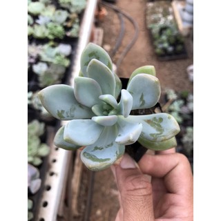 Sen đá xanh bầu nhỏ
