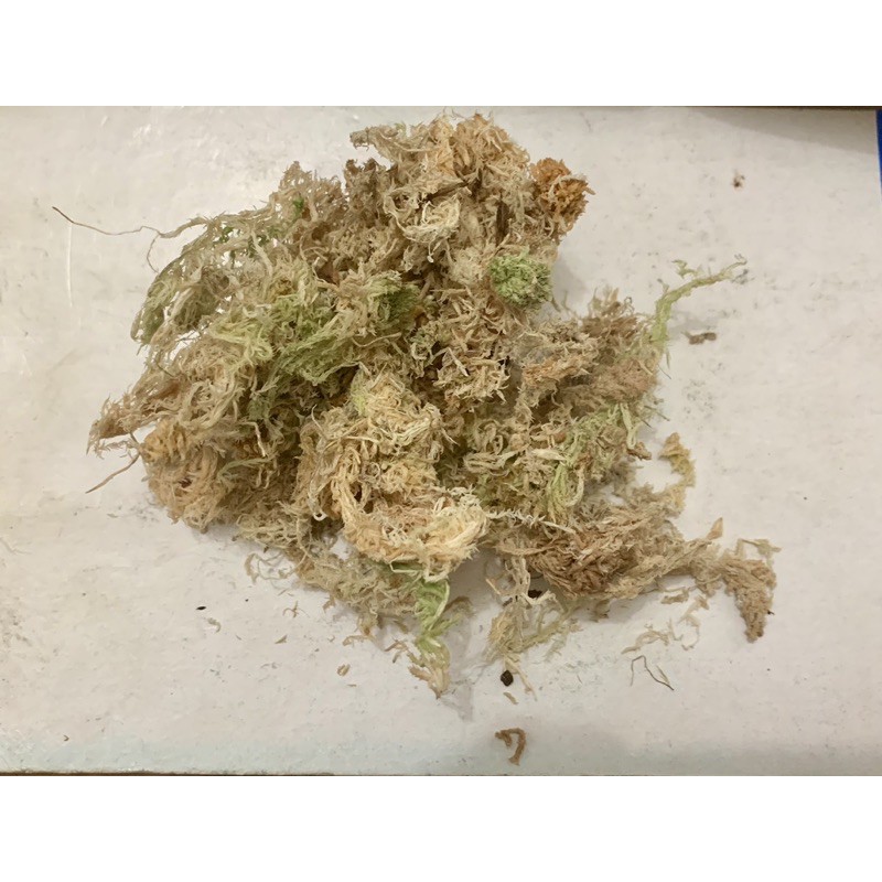 Dớn Chile 100gram ( giá thể trồng lan )