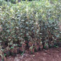 Cây táo đỏ giống cây nhập khẩu
