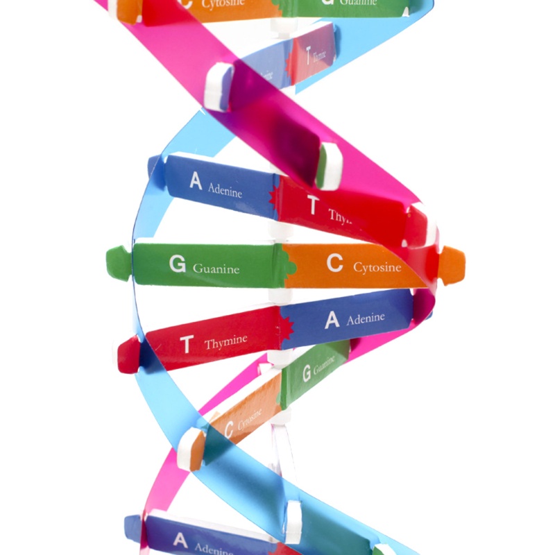 Bộ Đồ Chơi Lắp Ráp Mô Hình Thí Nghiệm Khoa Học dna 13in