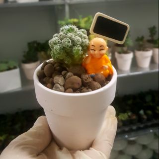 Chậu sen đá mini full decol
