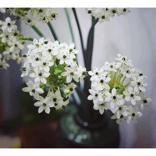 Củ hoa THIÊN NGA TRẮNG MẮT NGỌC