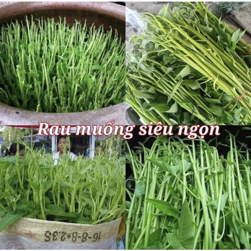 3 gói Hạt giống rau muống nước chùm siêu ngọn thái lan trồng, loại rau củ quả bốn mùa