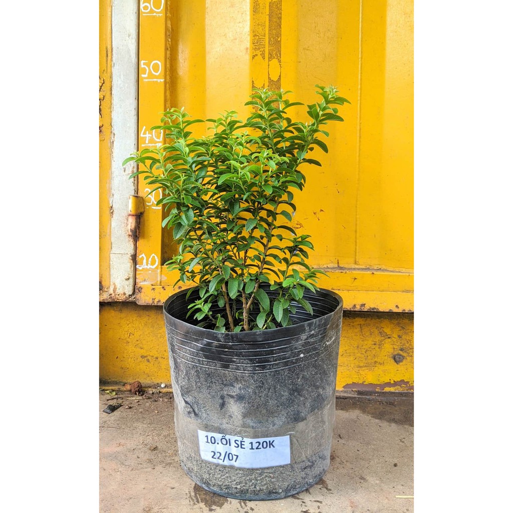 Ổi sẻ Nhật cây đang trái