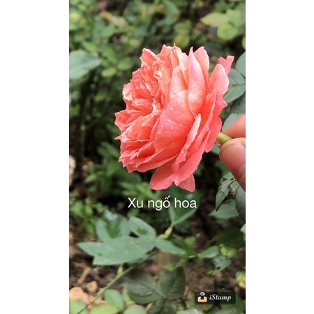 Combo 5 gốc hồng nhập ngoại đã có mầm