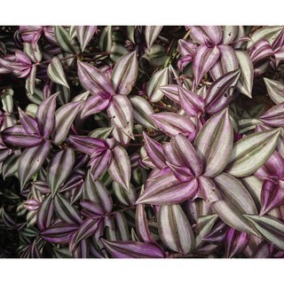 500g cây giống thài lài tía làm cảnh