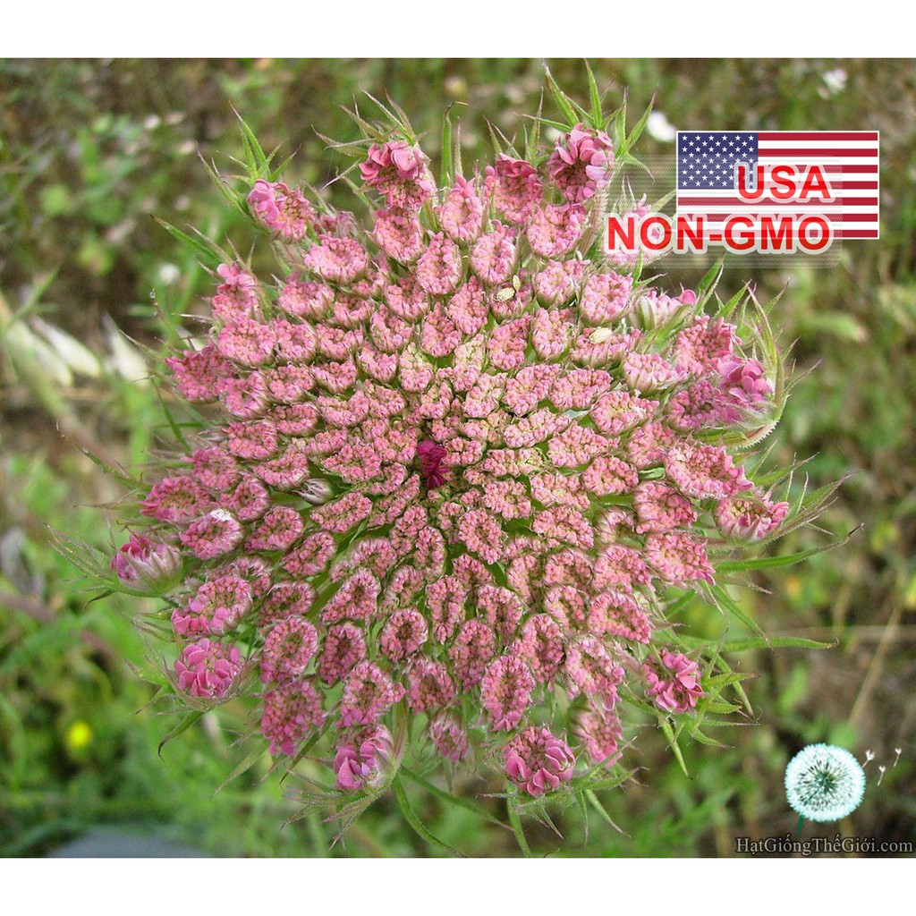 1GRAM 1100.HAT Hạt Giống Hoa Cà Rốt Dara