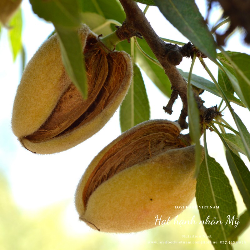 HẠNH NHÂN RANG BƠ MỸ - 500gram HẠT CAO CẤP nhập khẩu trực tiếp từ California Mỹ - Lovi Food Việt Nam | BigBuy360 - bigbuy360.vn