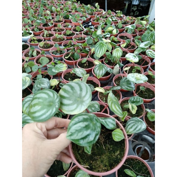 cây dưa hấu