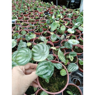 Cây dưa hấu