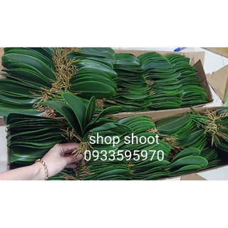 LÁ LAN CAO SU XỊN HỒ ĐIỆP( LÁ LAN TRÒN)