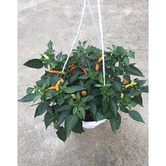 Cây ớt chỉ thiên, chậu ớt cảnh