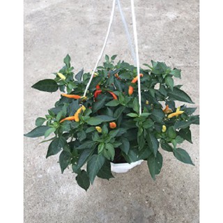 Cây Ớt Cay Chỉ Thiên Tam Sắc Siêu Cay Có Sẵn Trái