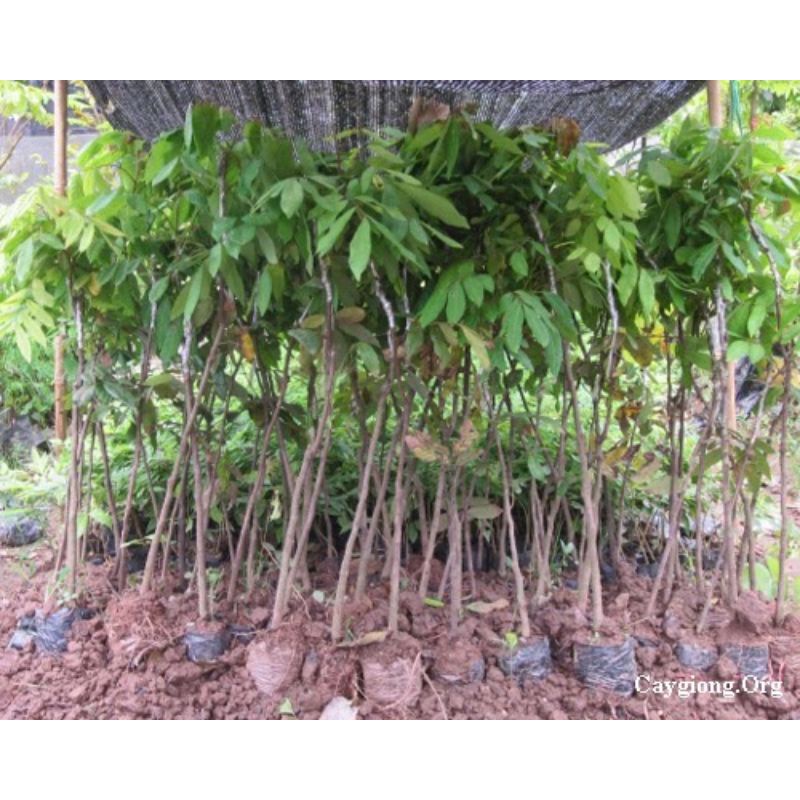 CÂY GIỐNG NHÃN LỒNG (SIÊU SỚM)