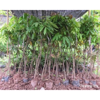 Cây giống nhãn lồng