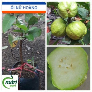 Ổi Nữ Hoàng Ngon Giòn Ngọt Trồng Chậu