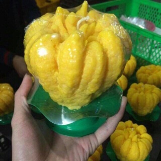 Nến phật thủ