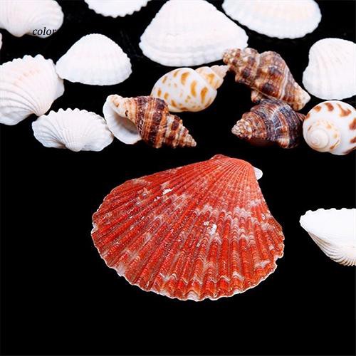 100G Vỏ sò các loại dùng trang trí bể cá độc đáo