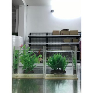 Hồ show cá /Keo show cá mica