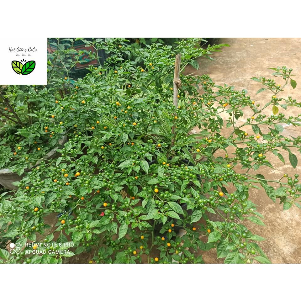 Hạt Giống, Quả Khô Ớt Charapita Peru - 15 Hạt - Ớt Mắc Nhất Thế Giới Aji Charapita 570tr/kg
