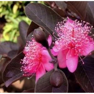 Cây ổi tím Mã Lai