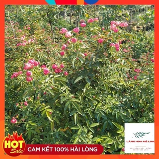 Cây tree  thân gỗ trứng xanh hoặc đỏ lùn cao từ 40 -60 cm [ 🌹🌹GIÁ SIÊU RẺ - TÁN TO ĐẸP🌹🌹] - dễ chăm sóc, hoa quanh năm.