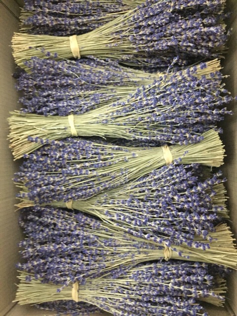 HOA LAVENDER PHÁP ĐỂ BÀN