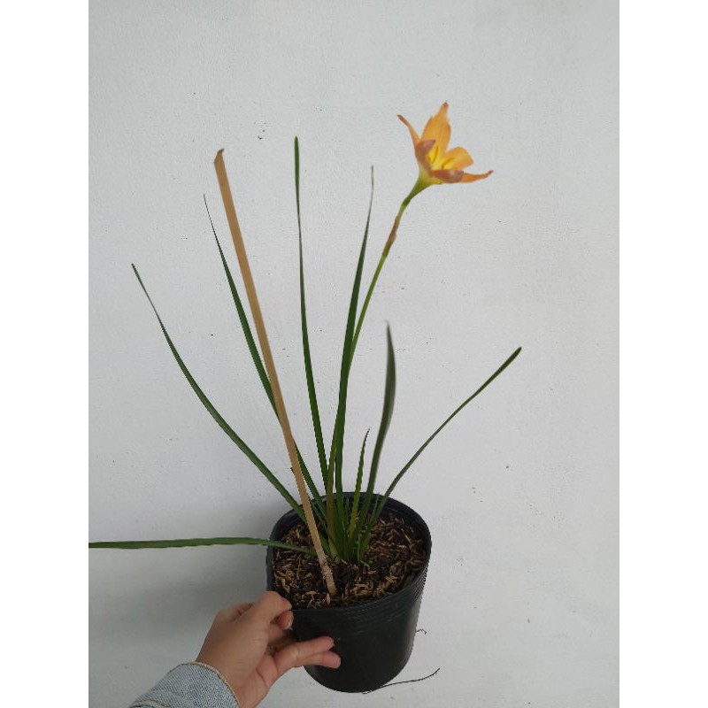 Cây Huệ mưa màu cam