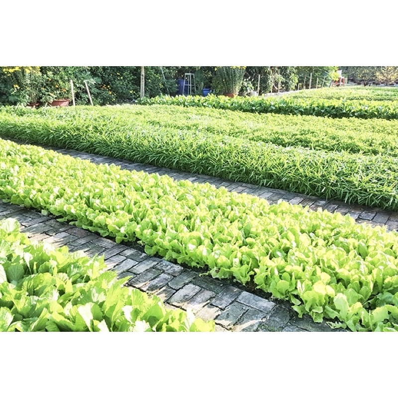 Sản phẩm hỗ trợ cho cây trồng trước các loài sâu không hôi gây mùi
