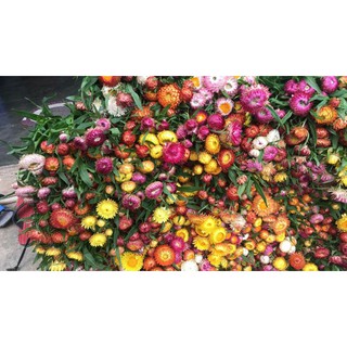 sỉ 50gr hạt giống cúc bất tử
