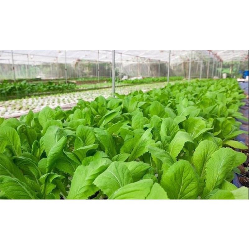 1kg Phân gà hữu cơ Nhật Bản dạng viên nén, bón cho tất cả các loại cây trồng, rau, củ, quả