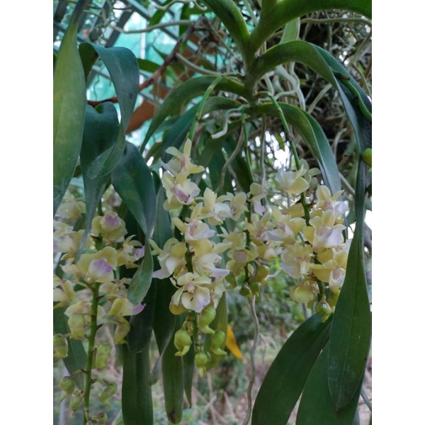 1 cây lan tam bảo sắc hoa vàng