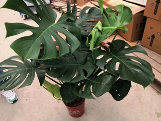 Trầu bà Nam Mỹ( Monstera)