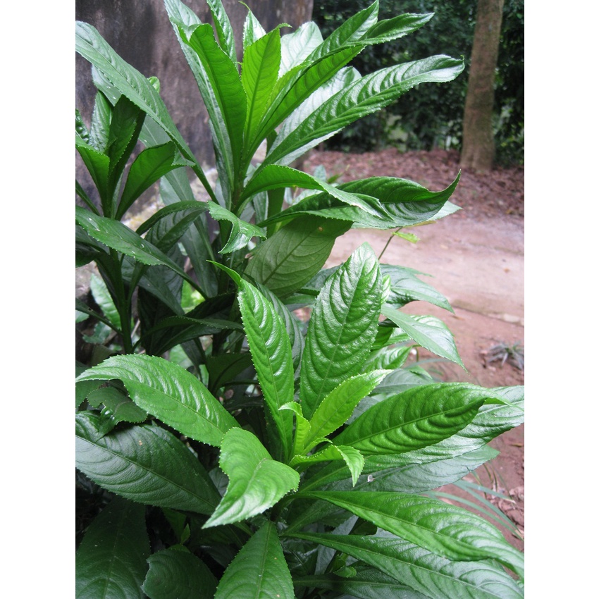 HẠT GIỐNG XƯƠNG SÔNG - Hàng công ty, nảy mầm tốt- Tặng gói bón lá