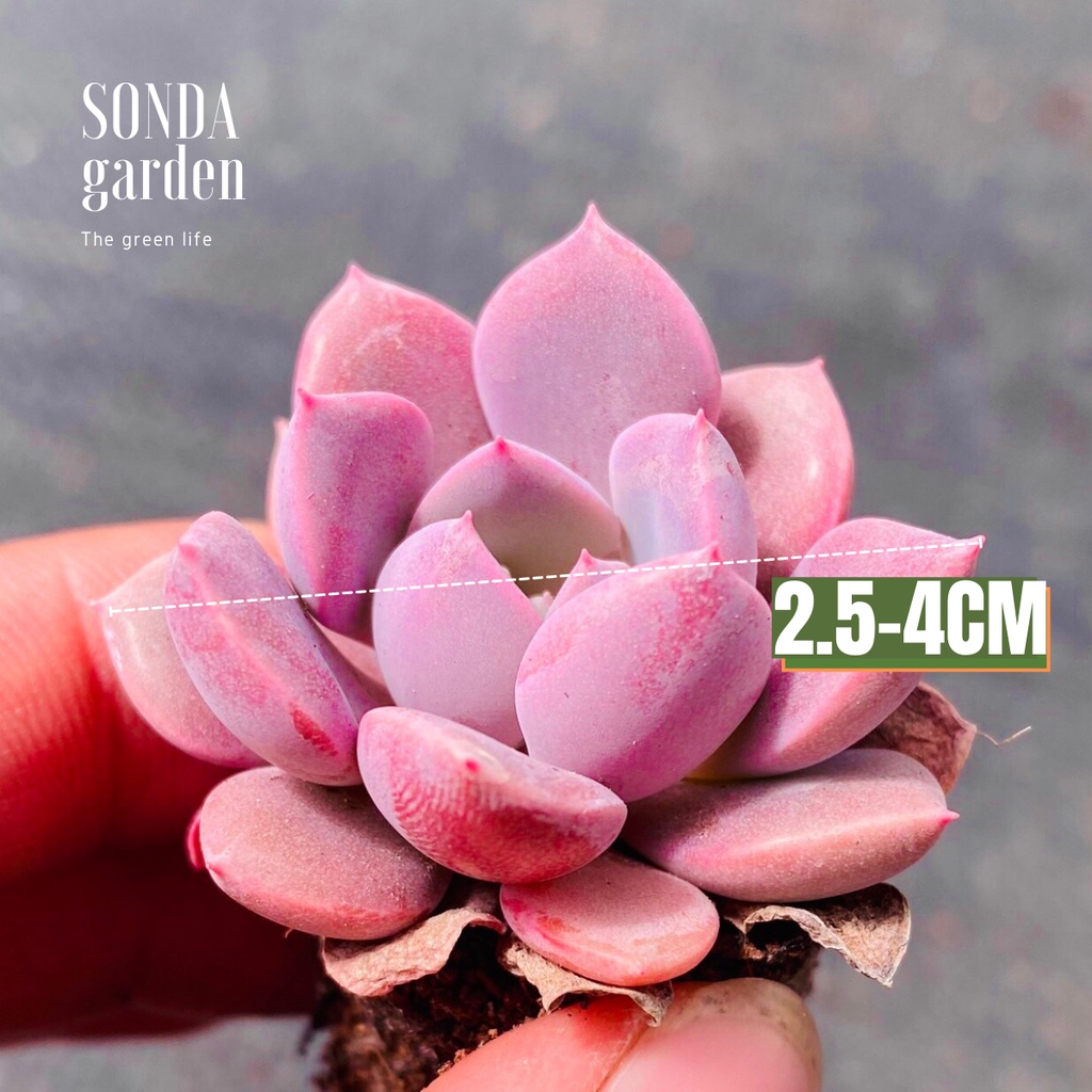 Sen đá hồng hoa SONDA GARDEN size mini 2.5-4cm, xuất xứ Đà Lạt, khoẻ đẹp, lỗi 1 đổi 1