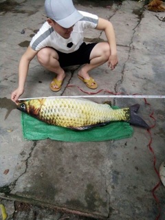 Gối ôm hình cá chép
