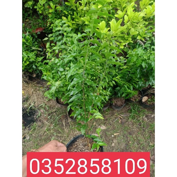 Cây hồng quân combo 2cây 180k