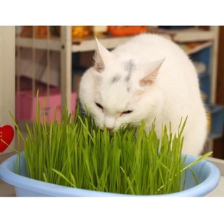 Cỏ mèo-cỏ lúa mạch- quần áo phụ kiện thú cưng