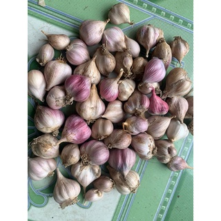1kg Tỏi ta- tỏi bắc loại nhỏ, loại 2