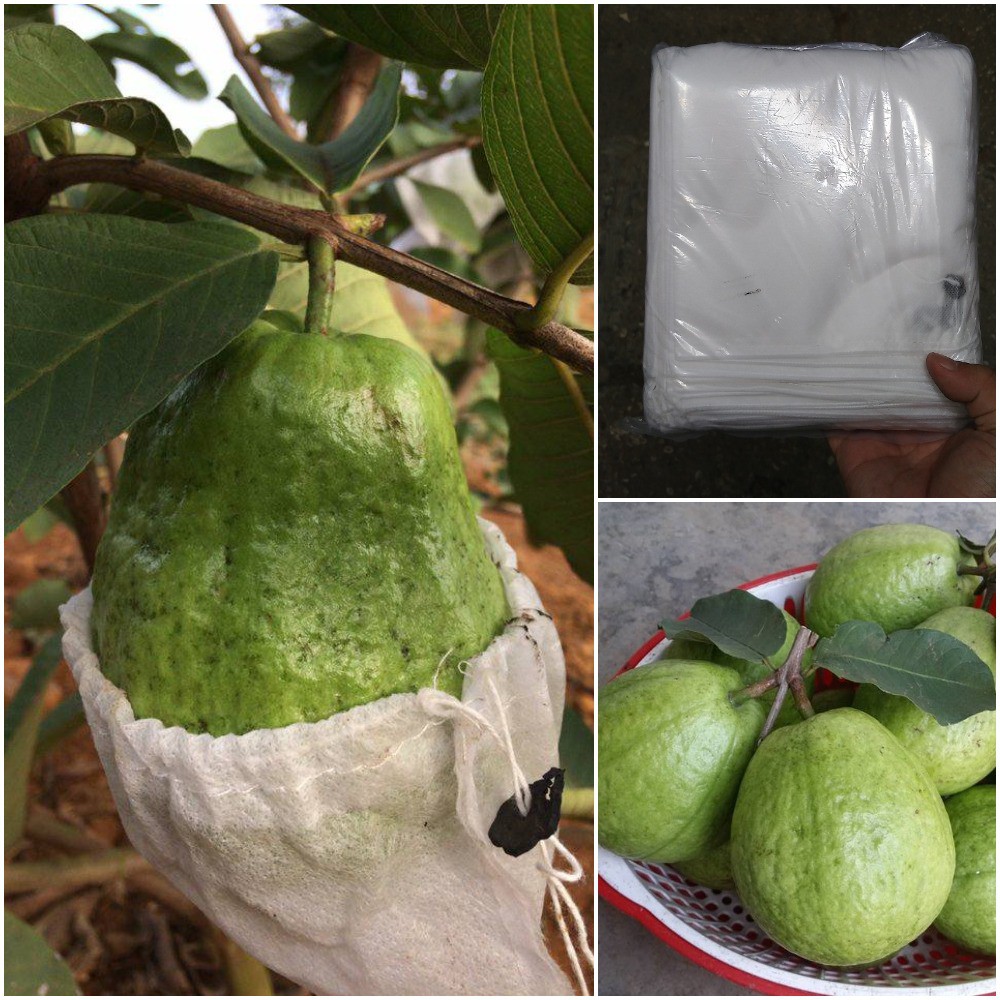 Bao bọc ổi Hoa Mai 16x18