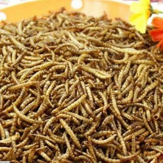 Sâu Mealworm sấy cho hamster- 100gram