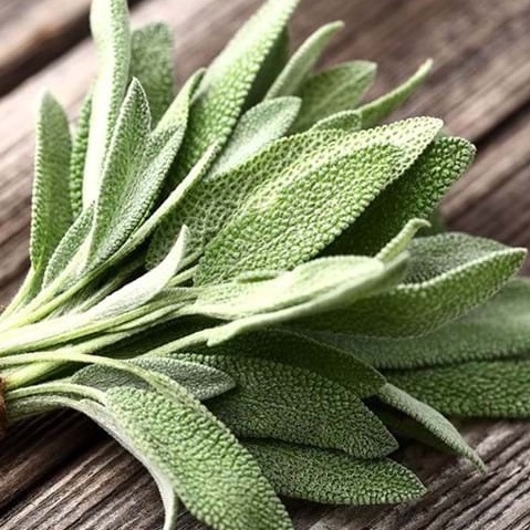 Hạt giống Xô thơm - Sage - gia vị âu