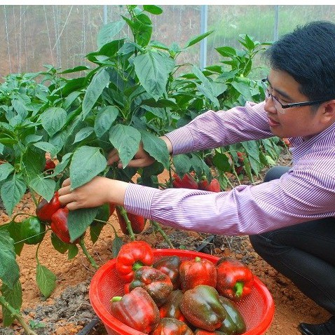 Hạt giống ớt chuông Ớt ngọt nhiều màu F1 – `1 gói 10Hạt