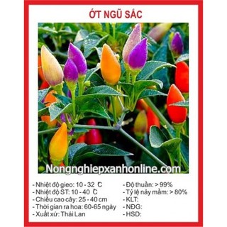 Hạt giống ỚT NGŨ SẮC 30H
