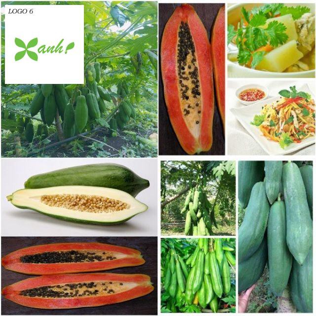 Gói 20 / 50 / 100 Hạt giống Đu đủ Punket Quả dài