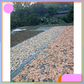 Lá Tắm Sau Sinh Dân Tộc Dao